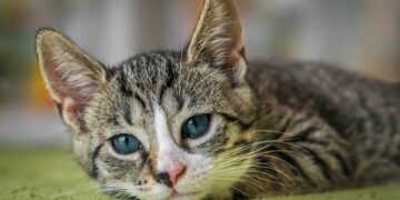 猫は不思議な生き物