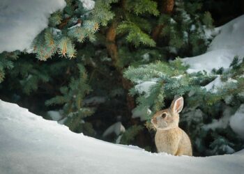 タンパク質は本当に必要なのか? 食べ物についての考察