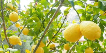 ○ンは１ヶ月で治る病気である　治し方（保存版）